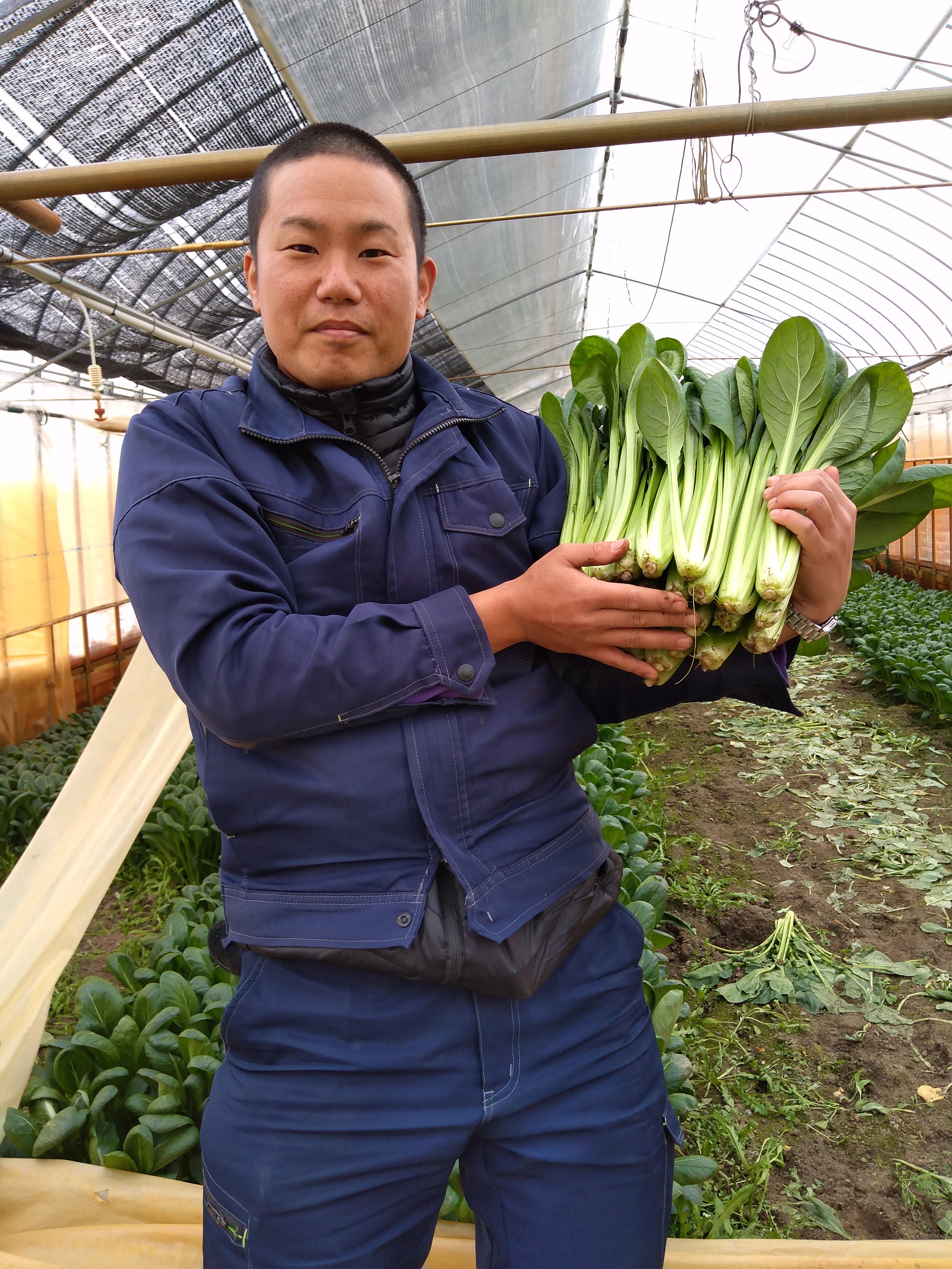 おらんだ専科 情報紹介｜超フレッシュ小松菜！「ほっこり農園」